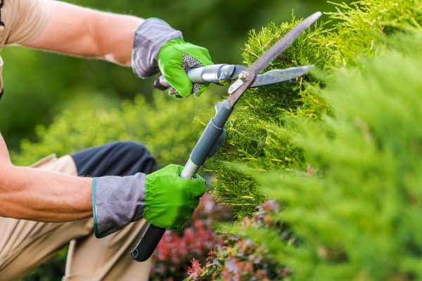 A person with gloves on holding scissors cutting some bushes.